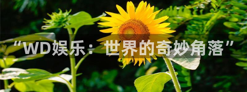 万向娱乐体育3：“WD娱乐：世界的奇妙角落”
