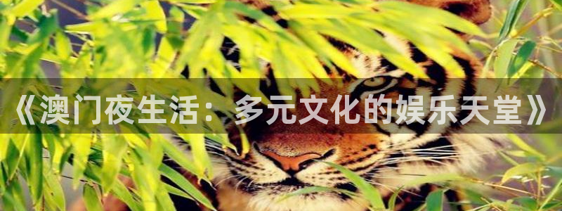 万向娱乐电子有限公司：《澳门夜生活：多元文化的娱乐天堂》